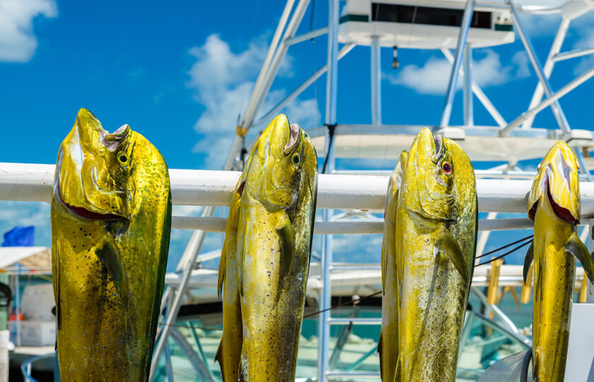 Fishing In Key West – The 10 Best Charters 2024