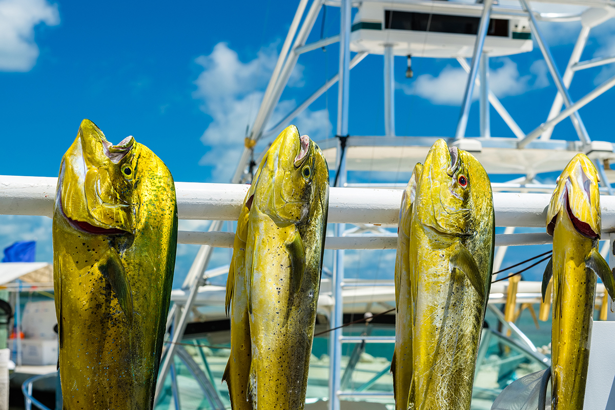Fishing In Key West – The 10 Best Charters 2024